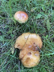 Suillus grevillei