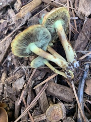 Xeromphalina cauticinalis