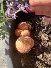Gymnopilus