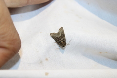 Oligia strigilis