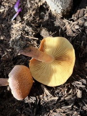 Gymnopilus