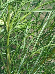 Senecio brasiliensis