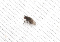 Limosininae