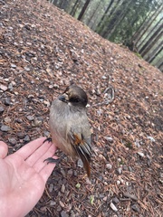 Perisoreus infaustus