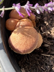 Gymnopilus
