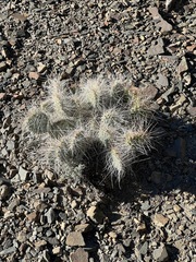 Opuntia polyacantha erinacea