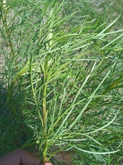 Senecio brasiliensis