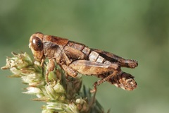 Entomophaga grylli