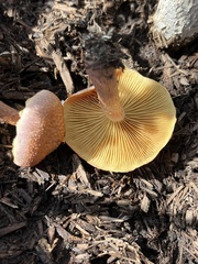 Gymnopilus