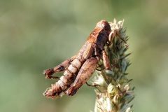 Entomophaga grylli