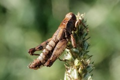 Entomophaga grylli