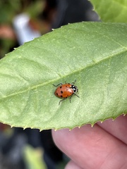 Hippodamia convergens