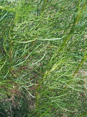 Senecio brasiliensis