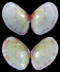 Tellinidae