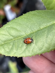 Hippodamia convergens