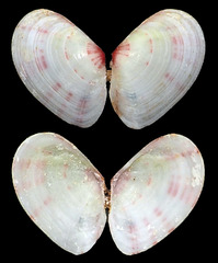 Tellinidae