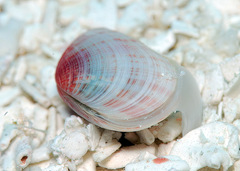 Tellinidae
