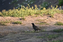 Sturnus vulgaris