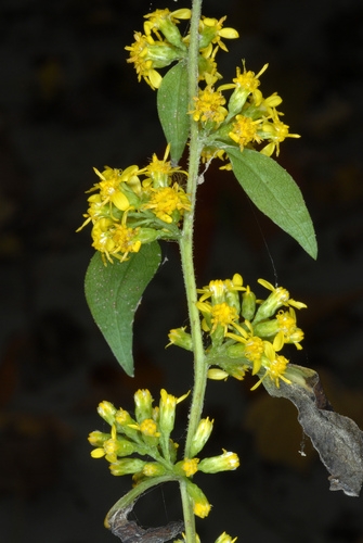 Solidago flexicaulis
