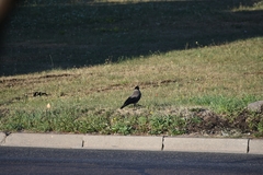Corvus cornix