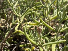 Hellula