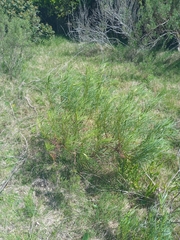 Senecio brasiliensis