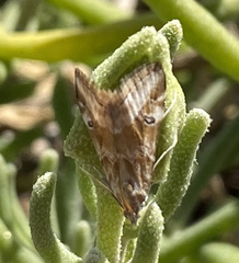 Hellula