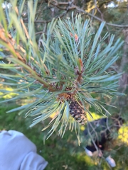 Pinus