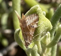 Hellula