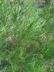 Senecio brasiliensis