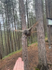 Perisoreus infaustus