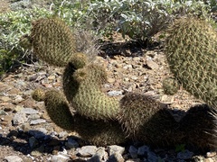 Opuntia pycnantha