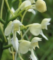 Platanthera blephariglottis conspicua
