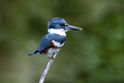 Natural history: Belted kingfishers