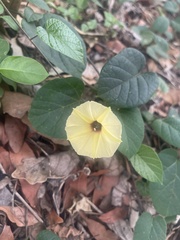 Hewittia malabarica