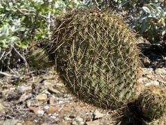 Opuntia pycnantha
