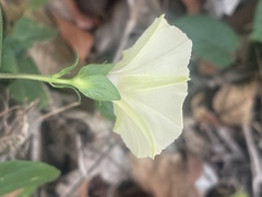 Hewittia malabarica