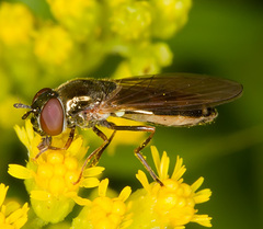 Melanostoma mellinum