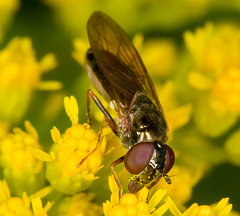 Melanostoma mellinum