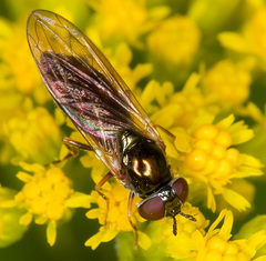 Melanostoma mellinum