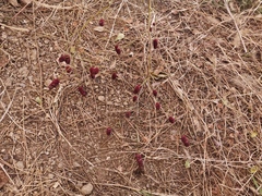 Sanguisorba officinalis