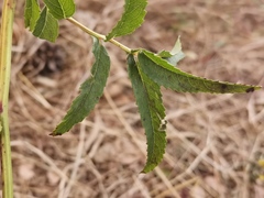 Sanguisorba officinalis