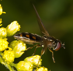 Melanostoma mellinum