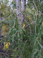 Populus angustifolia
