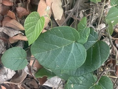 Hewittia malabarica