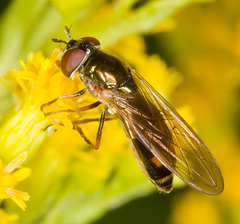 Melanostoma mellinum