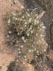 Wahlenbergia decipiens