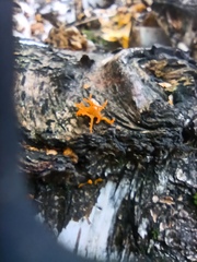 Calocera furcata