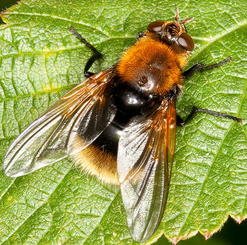 moustached fly