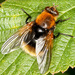 Moustached Fly - Photo (c) Geir Drange, some rights reserved (CC BY-NC), uploaded by Geir Drange